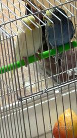 Cocorite riproduzione