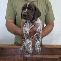 Cuccioli bracco tedesco