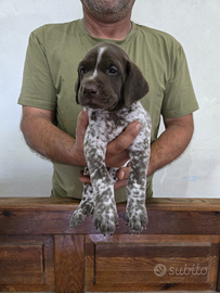 Cuccioli bracco tedesco