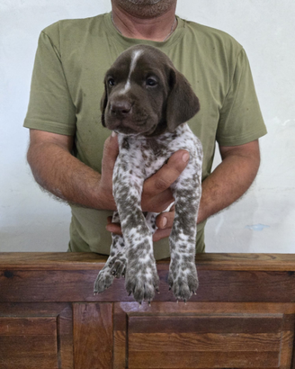 Cuccioli bracco tedesco