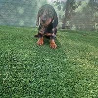 Cuccioli di bassotto Arlecchino silver