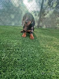 Cuccioli di bassotto Arlecchino silver