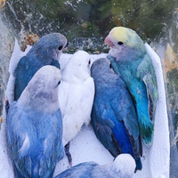 Inseparabili: allevati a mano