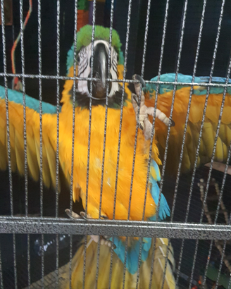 Ara ararauna