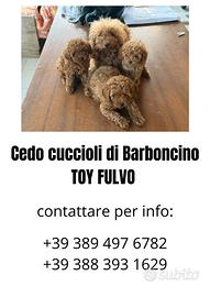 Cane narboncino