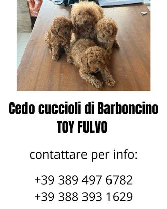 Cane narboncino