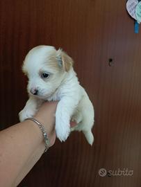 Cuccioli Yorkshire