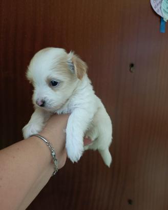Cuccioli Yorkshire