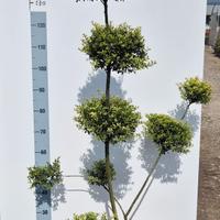 Ilex Crenata a Pon Poms - Vaso 30 cm