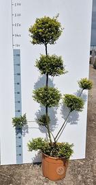 Ilex Crenata a Pon Poms - Vaso 30 cm