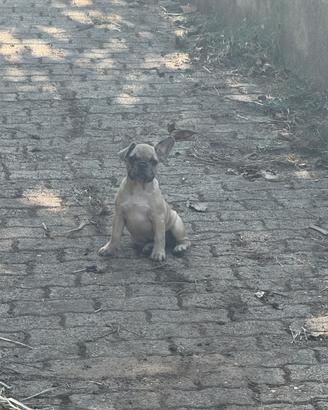 Bulldog Francesce