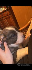 Mix border collie