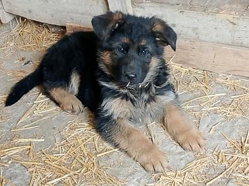 Cucciolo pastore tedesco