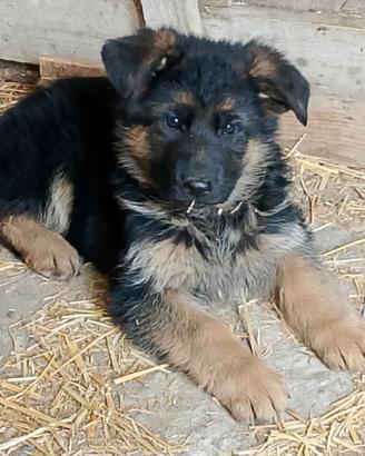 Cucciolo pastore tedesco