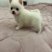 Incrocio Spitz-Chihuahua