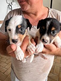 Jack russell