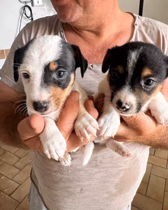 Jack russell