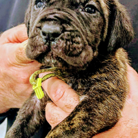 Perro De Presa, Mastino Napoletano, Cane Corso