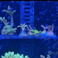 Talee coralli sps lps acquario marino