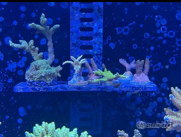 Talee coralli sps lps acquario marino