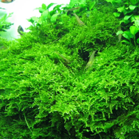 Muschio per acquario dolce