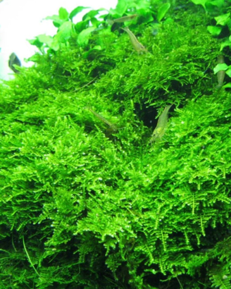 Muschio per acquario dolce