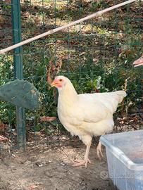 Gallina