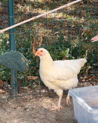 Gallina