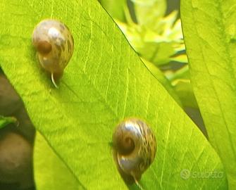 Lumache Planorbarius Corneus