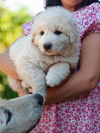 Cuccioli pastore maremmano abruzzese
