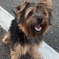 Yorkshire Terrier per monta/accoppiamento