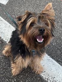 Yorkshire Terrier per monta/accoppiamento