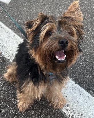 Yorkshire Terrier per monta/accoppiamento