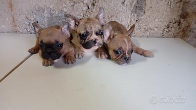 bulldog francese 