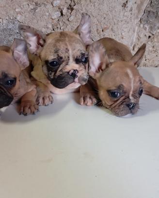 bulldog francese 