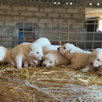 Cuccioli maremmano maschi