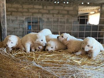 Cuccioli maremmano maschi