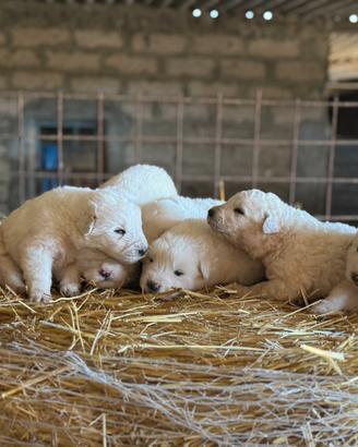 Cuccioli maremmano maschi