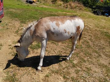 Asino bello giovane di un anno e 5 mesi