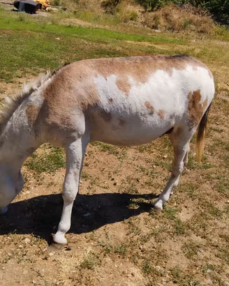 Asino bello giovane di un anno e 5 mesi