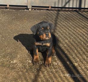 Cucciola Rottweiler con Pedigree Enci