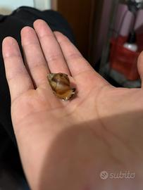 Lumaca gigante africana