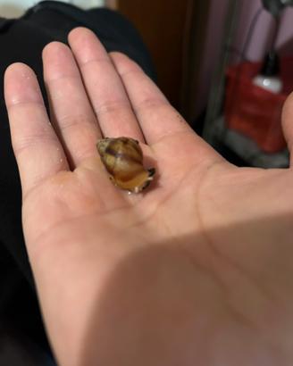 Lumaca gigante africana