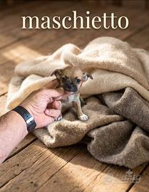 Chiwawa Toy mini toys