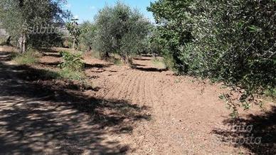 Caratteristico terreno con casa, a Timmari