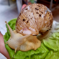 Lumache africane Lissachatina