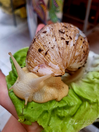 Lumache africane Lissachatina