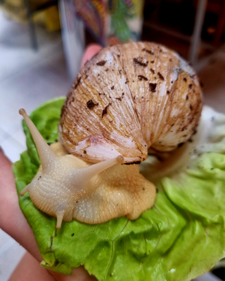 Lumache africane Lissachatina