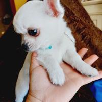 Chihuahua con pedigree enci