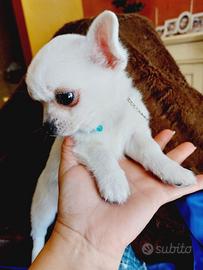 Chihuahua con pedigree enci